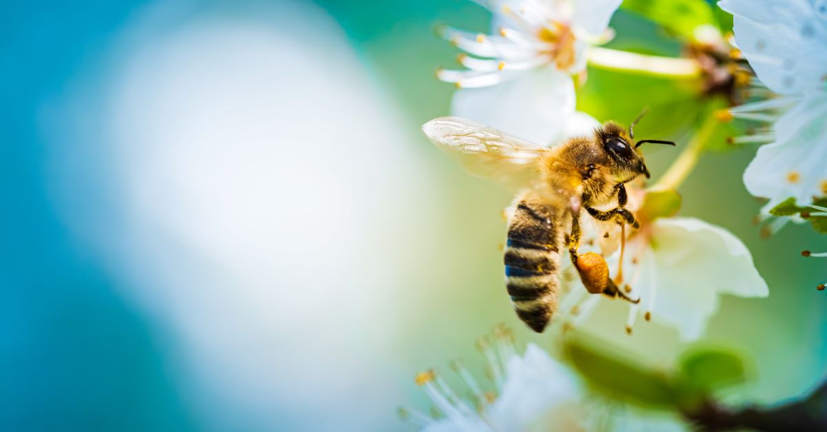 Bienen schützen in Mettmann – So geht's im Garten