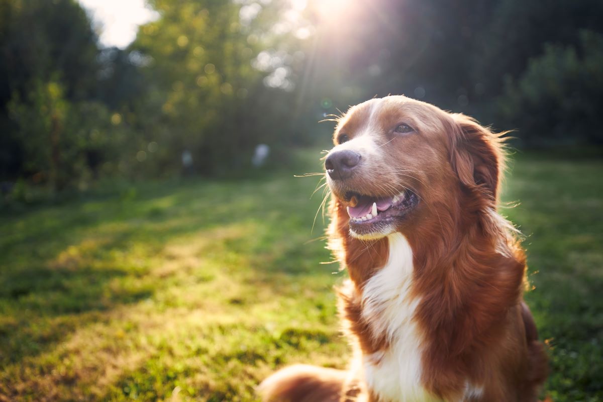 Hund vermisst in Mettmann – erste Schritte zur Suche