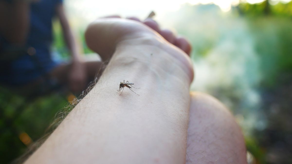 Insektenstiche in Mettmann: Erste Hilfe und richtige Vorsich