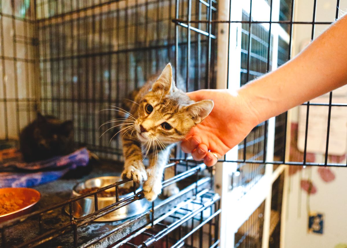 Katze mikrochippen in Mettmann – Tipps & Infos