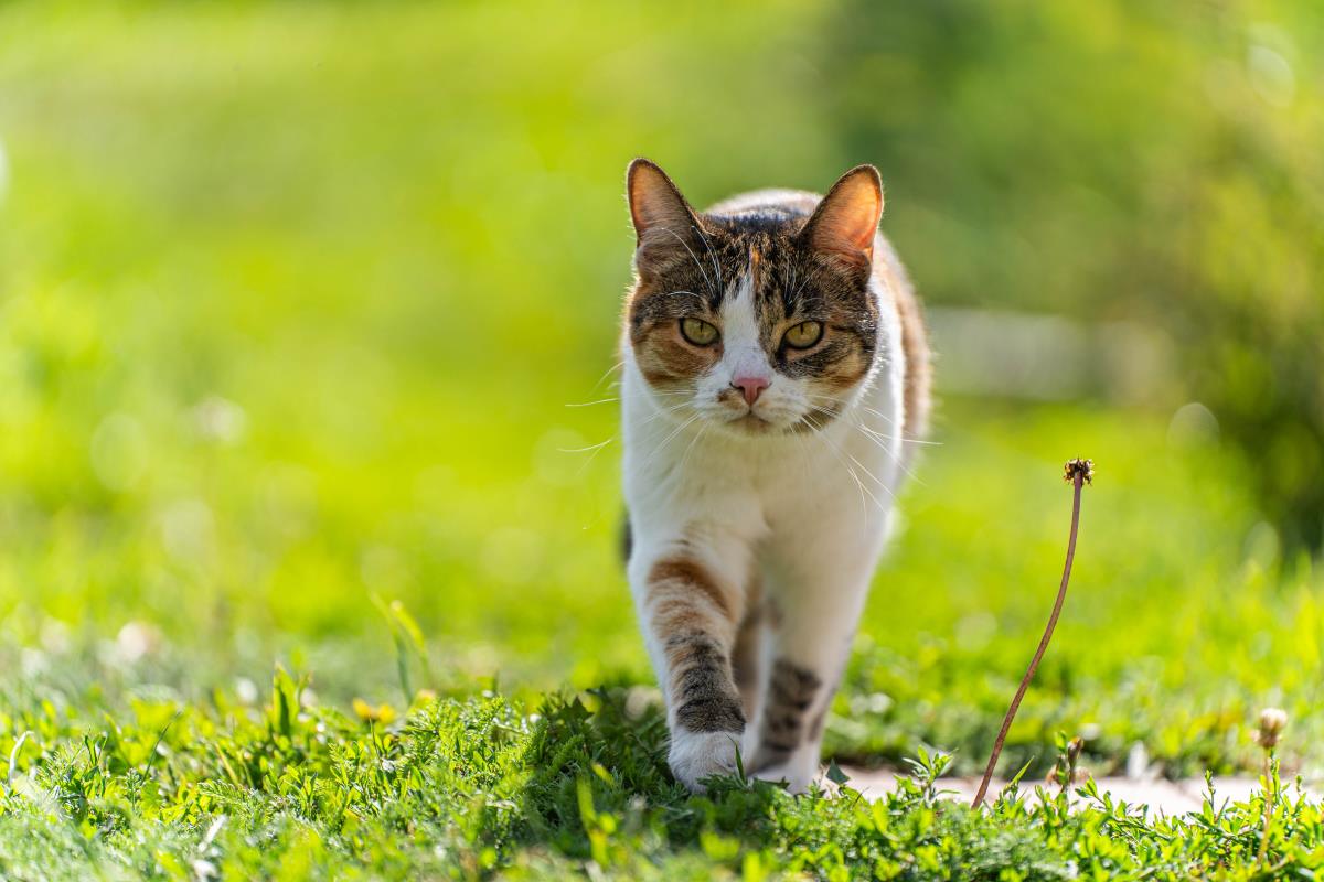 Freilaufende Katzen in Mettmann: Rechte, Pflichten und Nachb