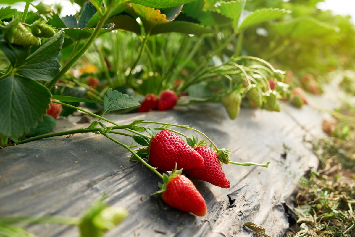 Selbsterntefelder in Mettmann und Umgebung — Frische Früchte