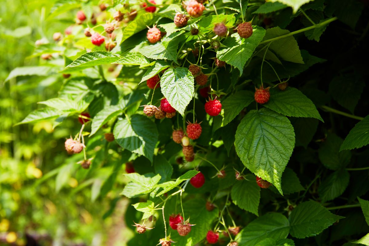 Streuobstwiese mit Hecke einfrieden in Mettmann — was ist er