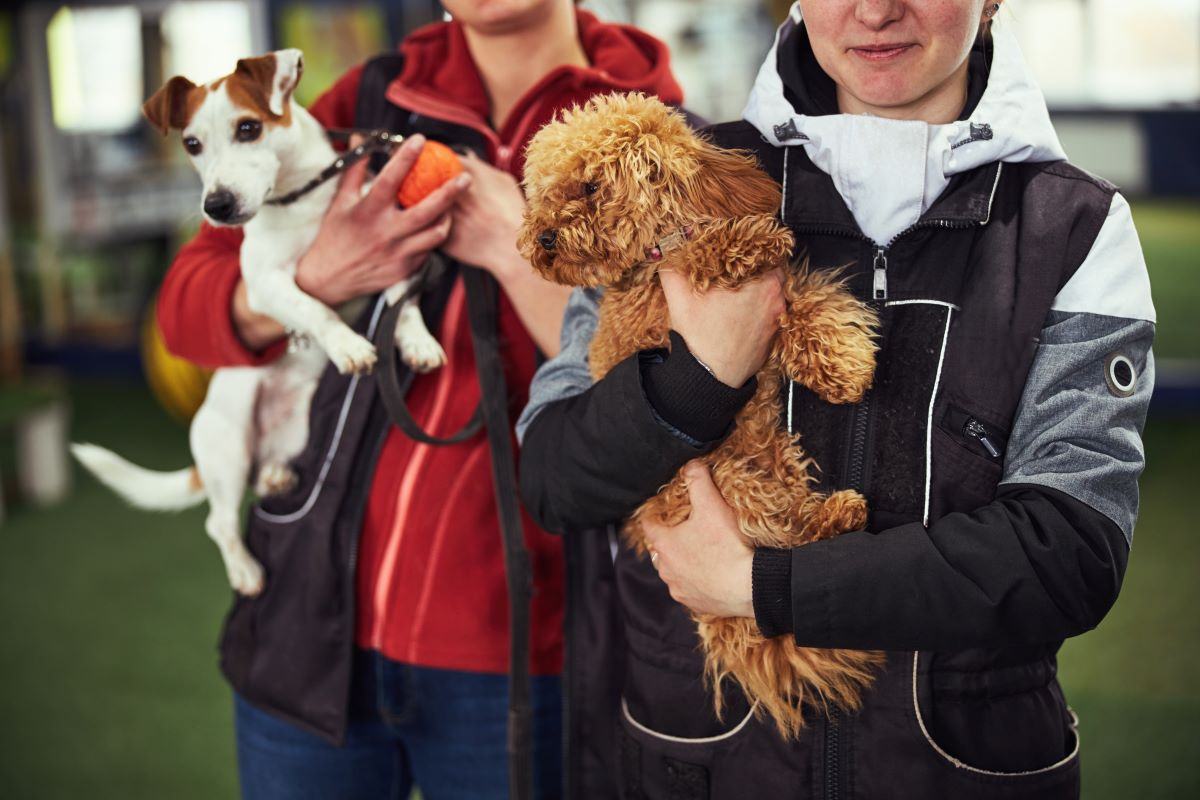 Tier adoptieren in Mettmann – Tierheim statt Züchter